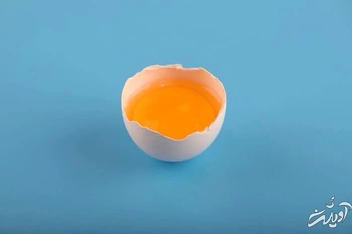 زرده تخم مرغ تخم مرغ